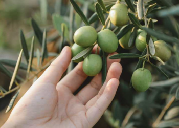 Zeytin için katma değer sunan verilere ulaşmak gerekli