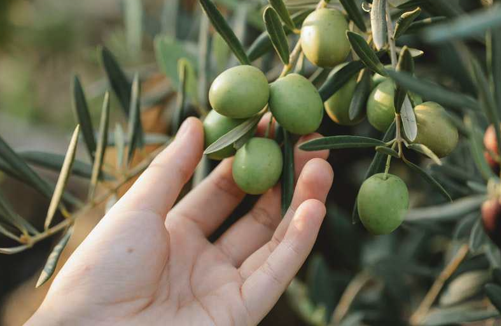Zeytin için katma değer sunan verilere ulaşmak gerekli