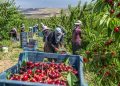 TARSİM destekli üretim İçin kollar sıvanıyor